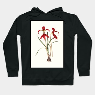 Aztec lilies - Sprekelia formosissima  - botanical illustration Hoodie